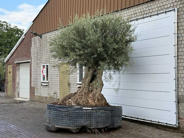 Olijfboom bonsai xxl - olea europaea - ca. 250 jaar oud - hoogte ca. 280 cm - afbeelding 2 van  7