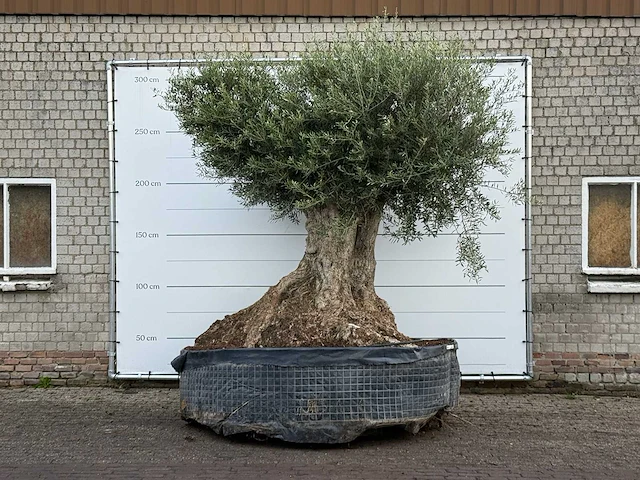 Olijfboom bonsai xxl - olea europaea - ca. 250 jaar oud - hoogte ca. 280 cm - afbeelding 3 van  7