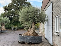 Olijfboom bonsai xxl - olea europaea - ca. 250 jaar oud - hoogte ca. 280 cm - afbeelding 4 van  7