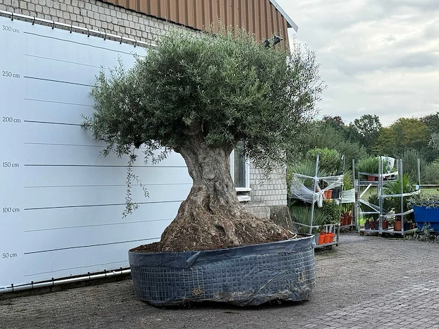 Olijfboom bonsai xxl - olea europaea - ca. 250 jaar oud - hoogte ca. 280 cm - afbeelding 5 van  7