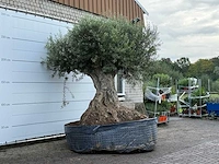 Olijfboom bonsai xxl - olea europaea - ca. 250 jaar oud - hoogte ca. 280 cm - afbeelding 5 van  7