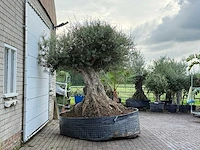 Olijfboom bonsai xxl - olea europaea - ca. 250 jaar oud - hoogte ca. 280 cm - afbeelding 6 van  7
