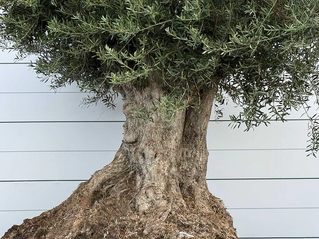 Olijfboom bonsai xxl - olea europaea - ca. 250 jaar oud - hoogte ca. 280 cm - afbeelding 7 van  7