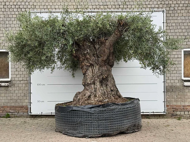 Olijfboom bonsai xxl - olea europaea - ca. 250 jaar oud - hoogte ca. 280 cm - afbeelding 1 van  8