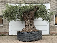 Olijfboom bonsai xxl - olea europaea - ca. 250 jaar oud - hoogte ca. 280 cm