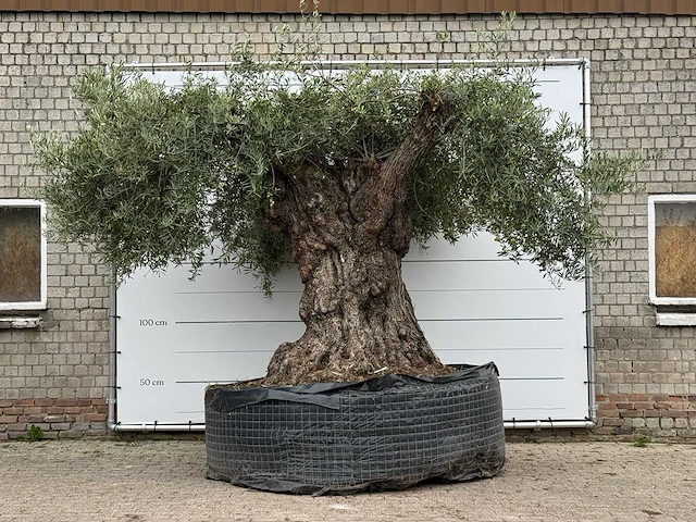 Olijfboom bonsai xxl - olea europaea - ca. 250 jaar oud - hoogte ca. 280 cm - afbeelding 2 van  8