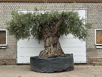 Olijfboom bonsai xxl - olea europaea - ca. 250 jaar oud - hoogte ca. 280 cm - afbeelding 2 van  8