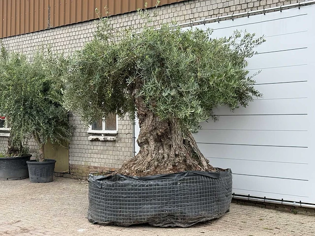 Olijfboom bonsai xxl - olea europaea - ca. 250 jaar oud - hoogte ca. 280 cm - afbeelding 3 van  8