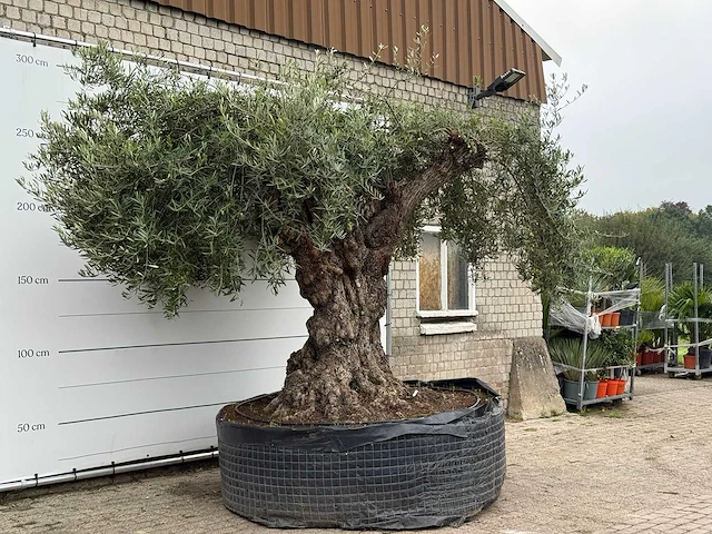 Olijfboom bonsai xxl - olea europaea - ca. 250 jaar oud - hoogte ca. 280 cm - afbeelding 4 van  8