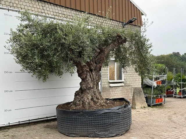 Olijfboom bonsai xxl - olea europaea - ca. 250 jaar oud - hoogte ca. 280 cm - afbeelding 5 van  8