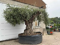 Olijfboom bonsai xxl - olea europaea - ca. 250 jaar oud - hoogte ca. 280 cm - afbeelding 5 van  8