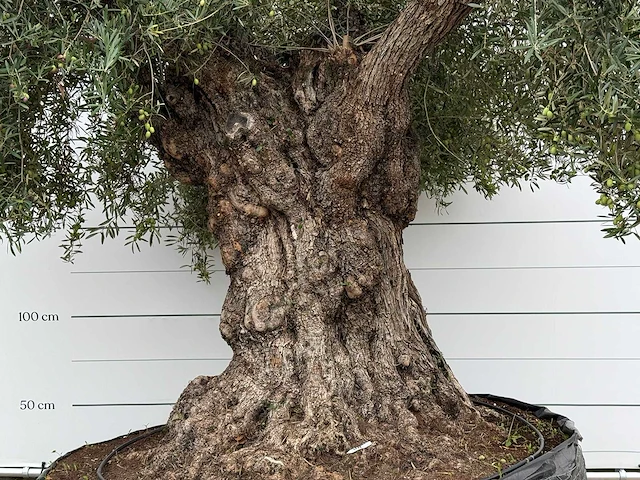 Olijfboom bonsai xxl - olea europaea - ca. 250 jaar oud - hoogte ca. 280 cm - afbeelding 6 van  8