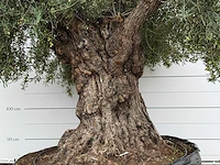 Olijfboom bonsai xxl - olea europaea - ca. 250 jaar oud - hoogte ca. 280 cm - afbeelding 6 van  8
