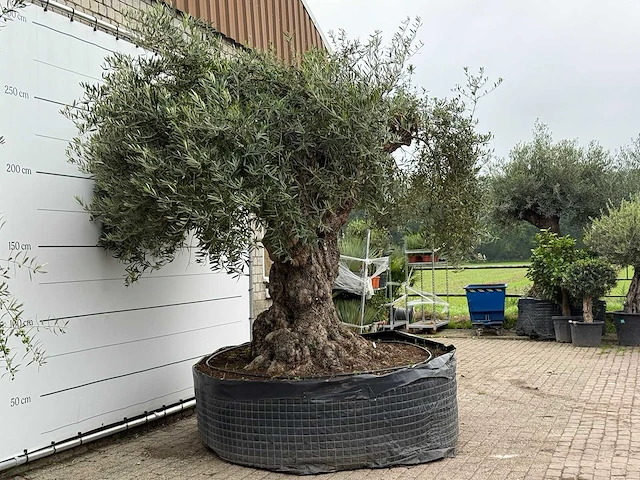 Olijfboom bonsai xxl - olea europaea - ca. 250 jaar oud - hoogte ca. 280 cm - afbeelding 7 van  8