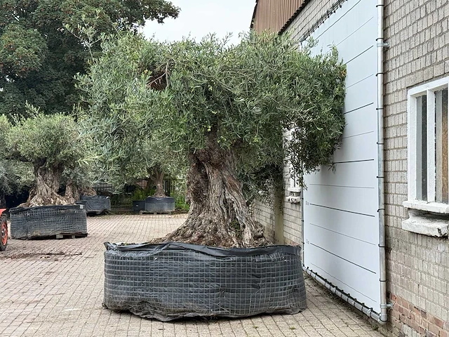 Olijfboom bonsai xxl - olea europaea - ca. 250 jaar oud - hoogte ca. 280 cm - afbeelding 8 van  8