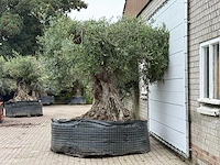 Olijfboom bonsai xxl - olea europaea - ca. 250 jaar oud - hoogte ca. 280 cm - afbeelding 8 van  8