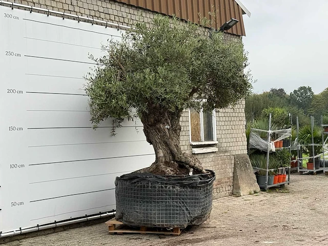 Olijfboom bonsai xxl - olea europaea - ca. 250 jaar oud - hoogte ca. 280 cm - afbeelding 3 van  7