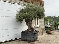 Olijfboom bonsai xxl - olea europaea - ca. 250 jaar oud - hoogte ca. 280 cm - afbeelding 3 van  7