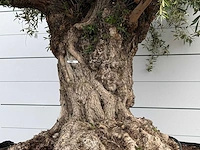 Olijfboom bonsai xxl - olea europaea - ca. 250 jaar oud - hoogte ca. 280 cm - afbeelding 4 van  7