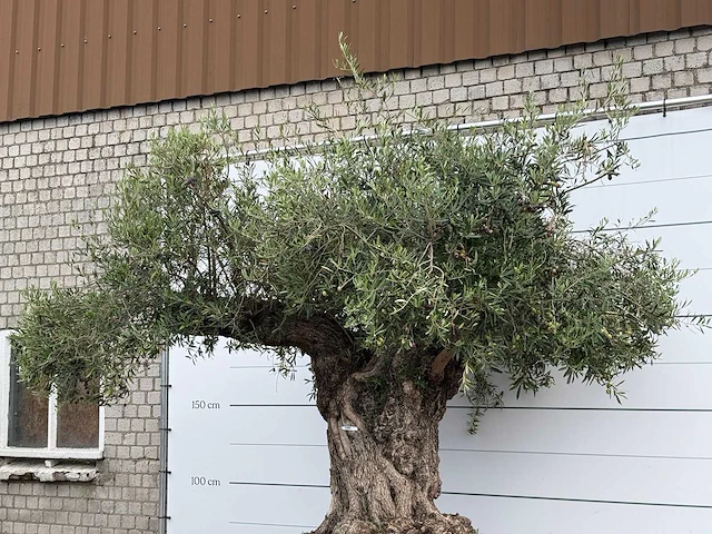 Olijfboom bonsai xxl - olea europaea - ca. 250 jaar oud - hoogte ca. 280 cm - afbeelding 5 van  7