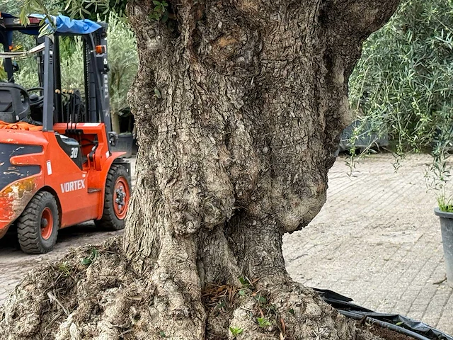 Olijfboom bonsai xxl - olea europaea - ca. 250 jaar oud - hoogte ca. 280 cm - afbeelding 6 van  7