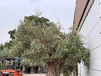 Olijfboom bonsai xxl - olea europaea - ca. 250 jaar oud - hoogte ca. 280 cm - afbeelding 7 van  7