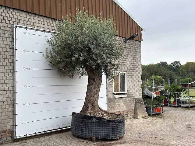 Olijfboom bonsai xxl - olea europaea - ca. 250 jaar oud - hoogte ca. 280 cm - afbeelding 3 van  4