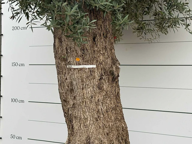 Olijfboom bonsai xxl - olea europaea - ca. 250 jaar oud - hoogte ca. 280 cm - afbeelding 4 van  4