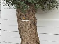 Olijfboom bonsai xxl - olea europaea - ca. 250 jaar oud - hoogte ca. 280 cm - afbeelding 4 van  4