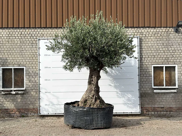 Olijfboom bonsai xxl - olea europaea - ca. 250 jaar oud - hoogte ca. 280 cm - afbeelding 1 van  7