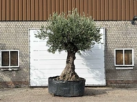 Olijfboom bonsai xxl - olea europaea - ca. 250 jaar oud - hoogte ca. 280 cm