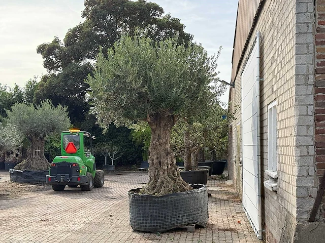 Olijfboom bonsai xxl - olea europaea - ca. 250 jaar oud - hoogte ca. 280 cm - afbeelding 3 van  7