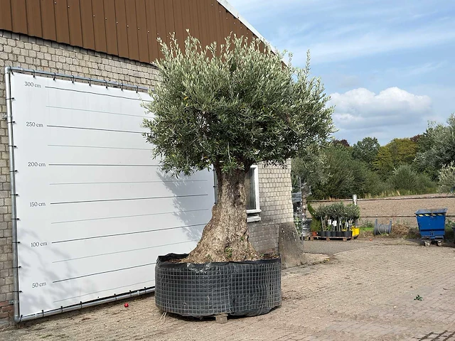 Olijfboom bonsai xxl - olea europaea - ca. 250 jaar oud - hoogte ca. 280 cm - afbeelding 4 van  7