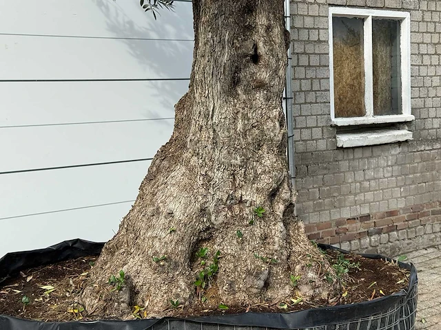 Olijfboom bonsai xxl - olea europaea - ca. 250 jaar oud - hoogte ca. 280 cm - afbeelding 6 van  7