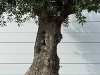 Olijfboom bonsai xxl - olea europaea - ca. 250 jaar oud - hoogte ca. 280 cm - afbeelding 7 van  7