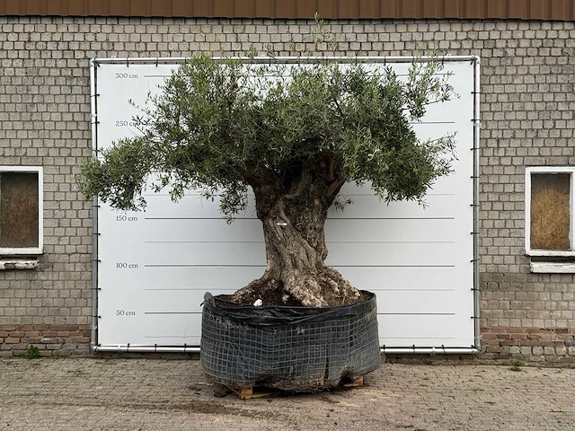 Olijfboom bonsai xxl - olea europaea - ca. 250 jaar oud - hoogte ca. 280 cm - afbeelding 1 van  7