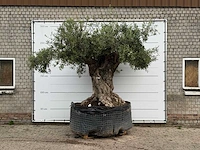 Olijfboom bonsai xxl - olea europaea - ca. 250 jaar oud - hoogte ca. 280 cm