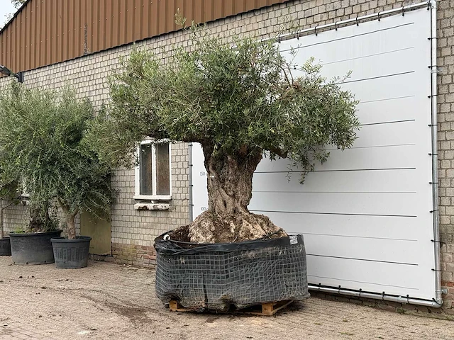 Olijfboom bonsai xxl - olea europaea - ca. 250 jaar oud - hoogte ca. 280 cm - afbeelding 2 van  7