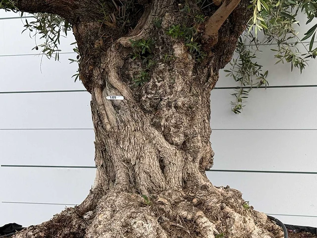 Olijfboom bonsai xxl - olea europaea - ca. 250 jaar oud - hoogte ca. 280 cm - afbeelding 4 van  7