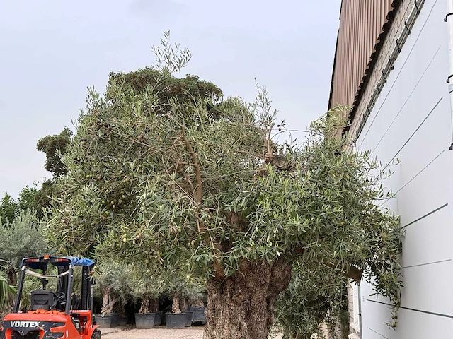 Olijfboom bonsai xxl - olea europaea - ca. 250 jaar oud - hoogte ca. 280 cm - afbeelding 7 van  7