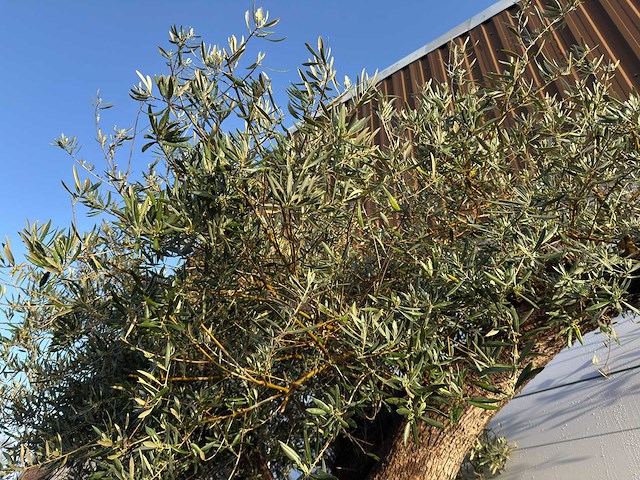 Olijfboom bonsai xxl - olea europaea - ca. 250 jaar oud - hoogte ca. 290 cm - afbeelding 1 van  14