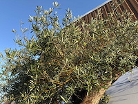 Olijfboom bonsai xxl - olea europaea - ca. 250 jaar oud - hoogte ca. 290 cm - afbeelding 1 van  14