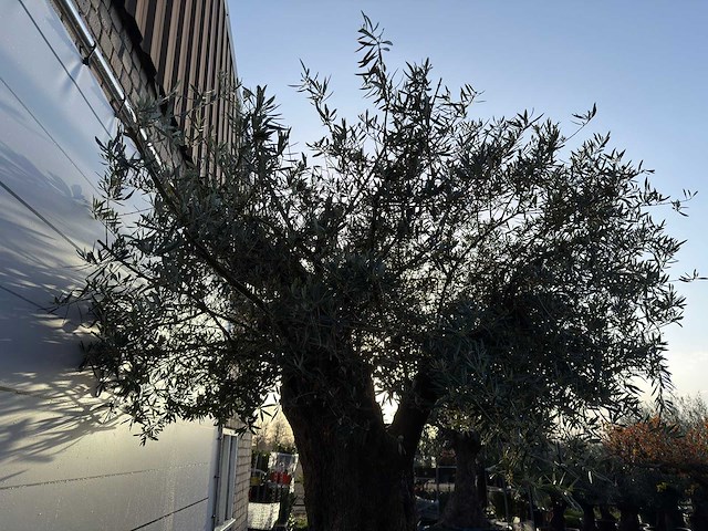 Olijfboom bonsai xxl - olea europaea - ca. 250 jaar oud - hoogte ca. 290 cm - afbeelding 3 van  14