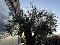 Olijfboom bonsai xxl - olea europaea - ca. 250 jaar oud - hoogte ca. 290 cm - afbeelding 3 van  14