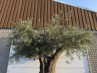 Olijfboom bonsai xxl - olea europaea - ca. 250 jaar oud - hoogte ca. 290 cm - afbeelding 11 van  14
