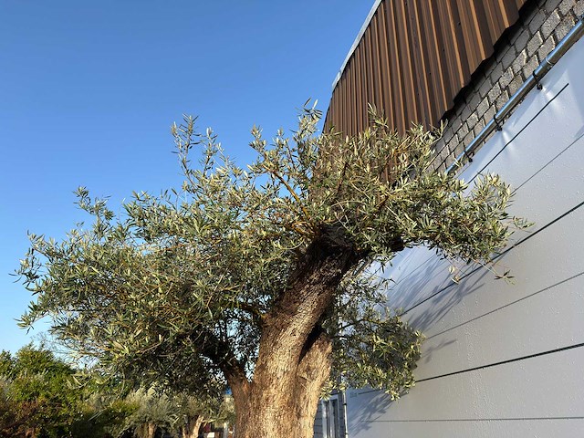 Olijfboom bonsai xxl - olea europaea - ca. 250 jaar oud - hoogte ca. 290 cm - afbeelding 4 van  14