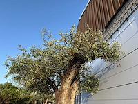 Olijfboom bonsai xxl - olea europaea - ca. 250 jaar oud - hoogte ca. 290 cm - afbeelding 4 van  14