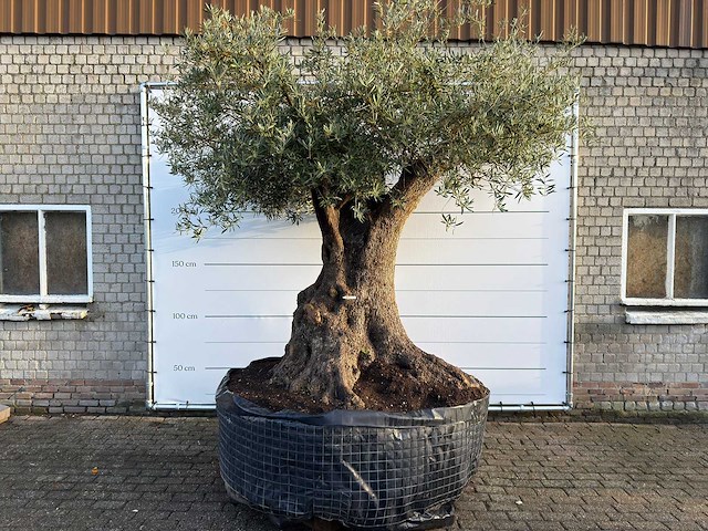 Olijfboom bonsai xxl - olea europaea - ca. 250 jaar oud - hoogte ca. 290 cm - afbeelding 10 van  14