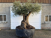 Olijfboom bonsai xxl - olea europaea - ca. 250 jaar oud - hoogte ca. 290 cm