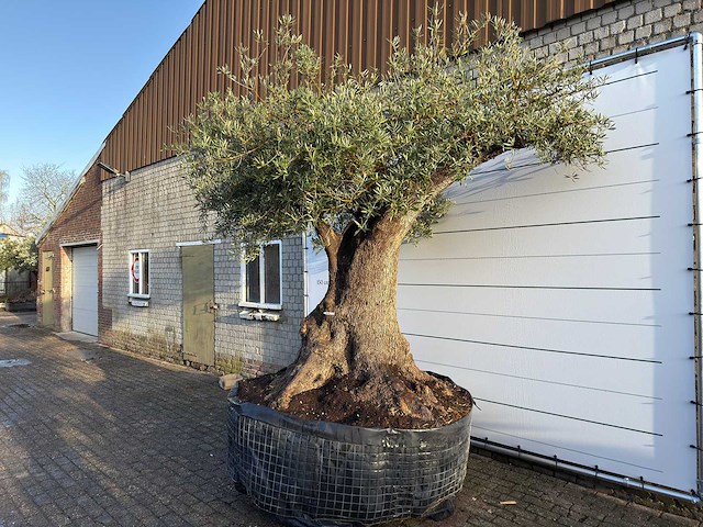 Olijfboom bonsai xxl - olea europaea - ca. 250 jaar oud - hoogte ca. 290 cm - afbeelding 5 van  14